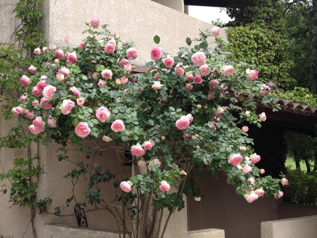 Hotel Lou Caleu Restaurant Le Rocher Des Abeilles Saint-Martin-de-Castillon エクステリア 写真